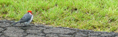 junkosbird